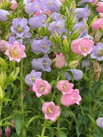Colorful bell-shaped flowers with pink, purple, and green leaves.
