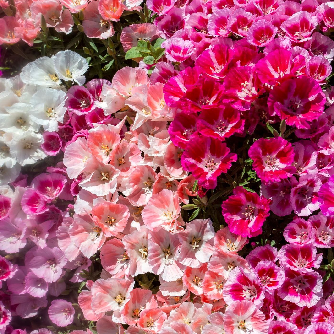 Organic Garden Selection