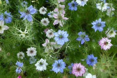 Close-up of a variety of flowers including blue, pink, and white ones with green leaves.