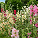 Organic Garden Selection