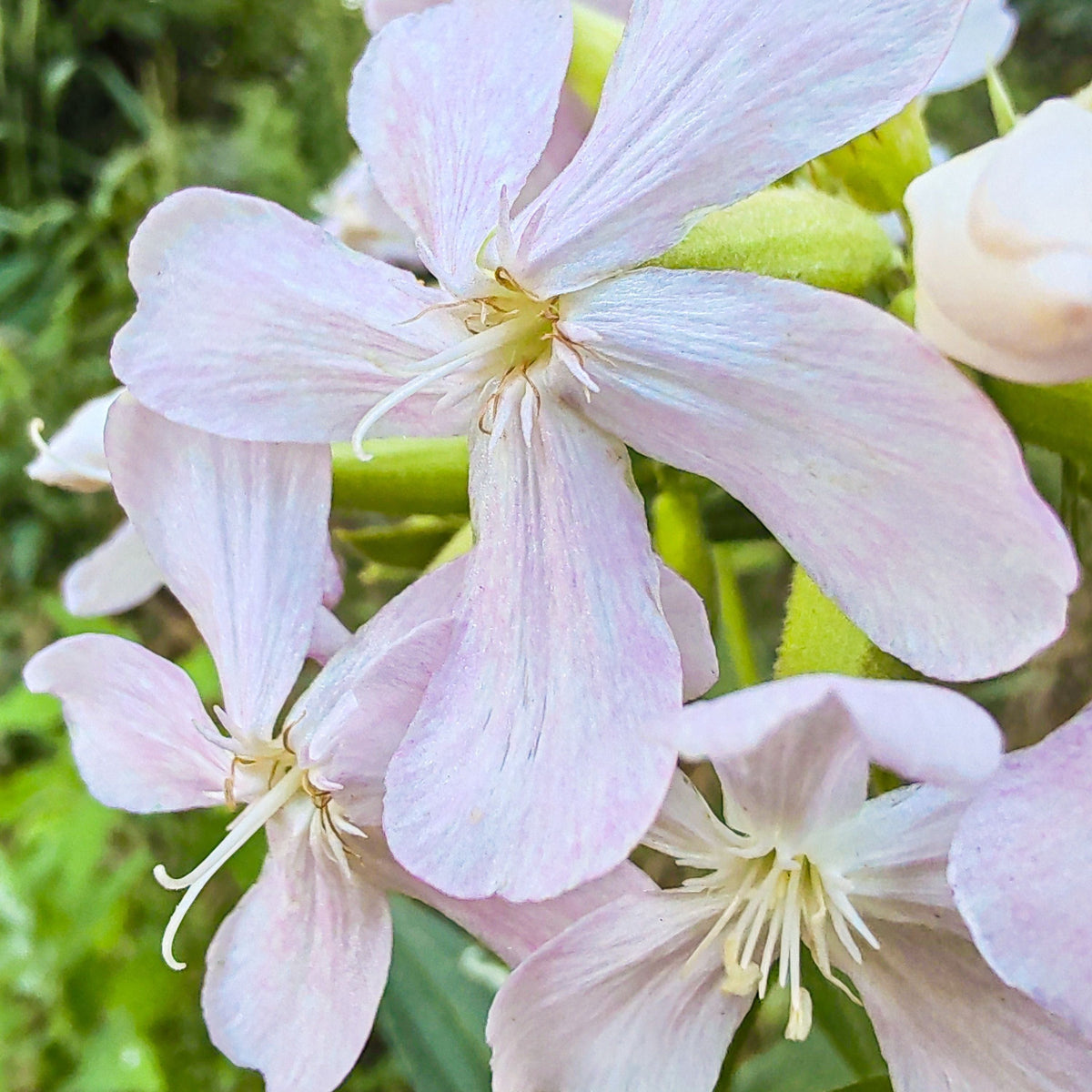 Close-up of pink flowers with green leaves in the background