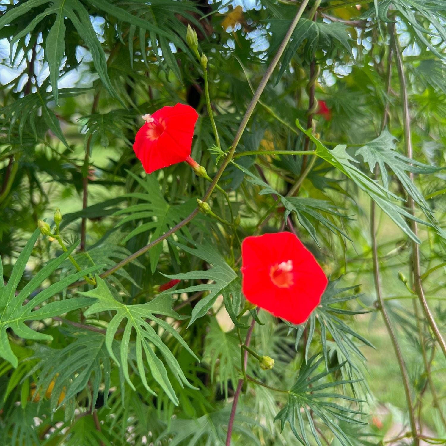 Organic Garden Selection
