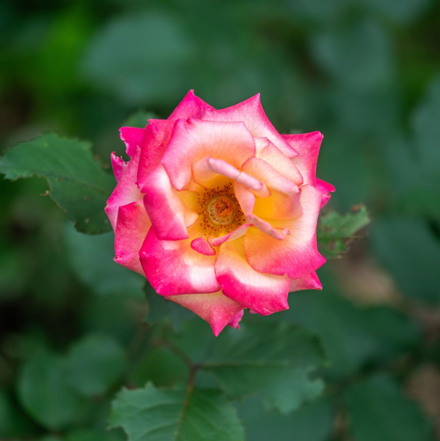 Close-up of a pink rose with a blurred green background