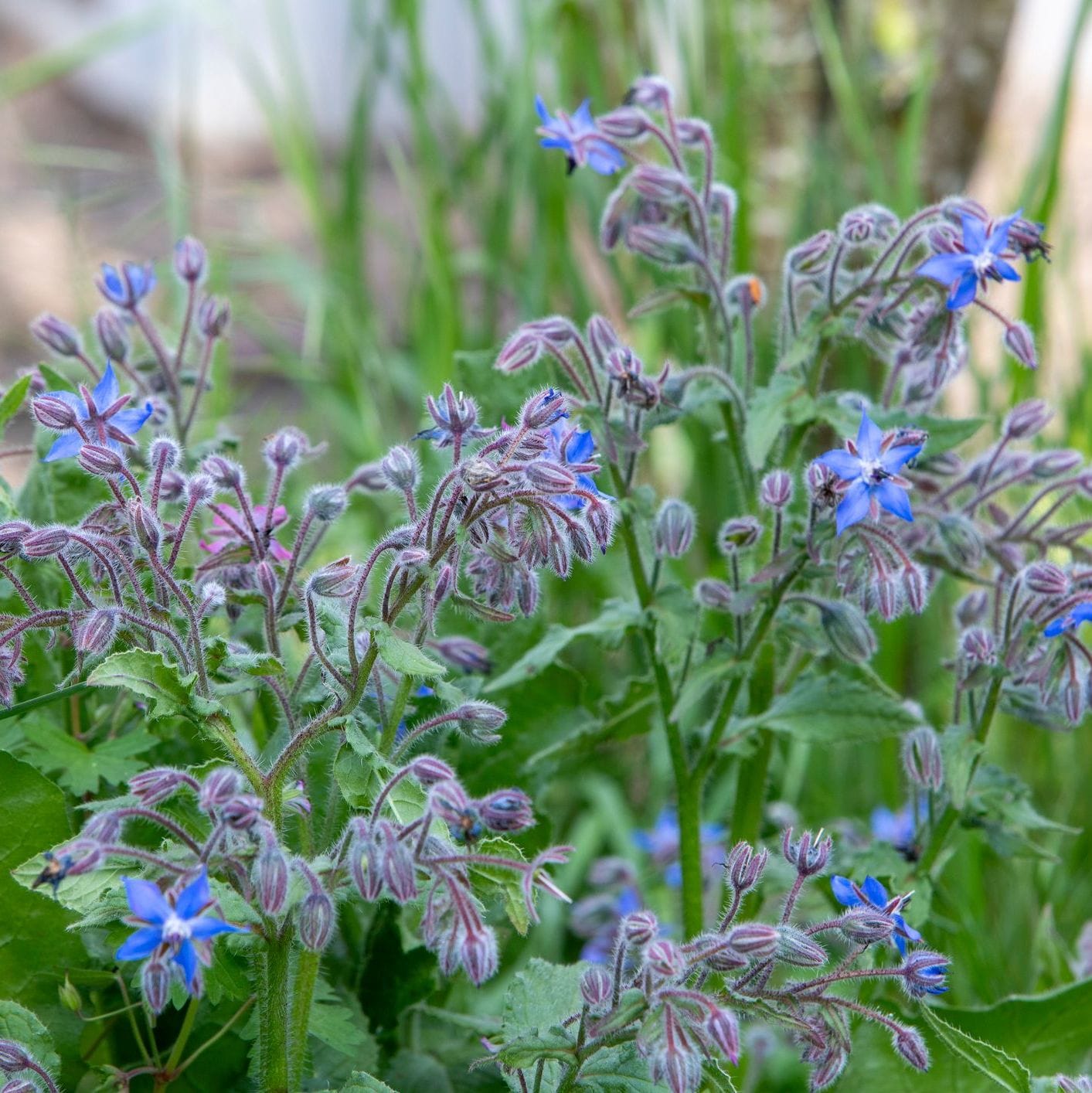 Borage | Bees love me 🐝