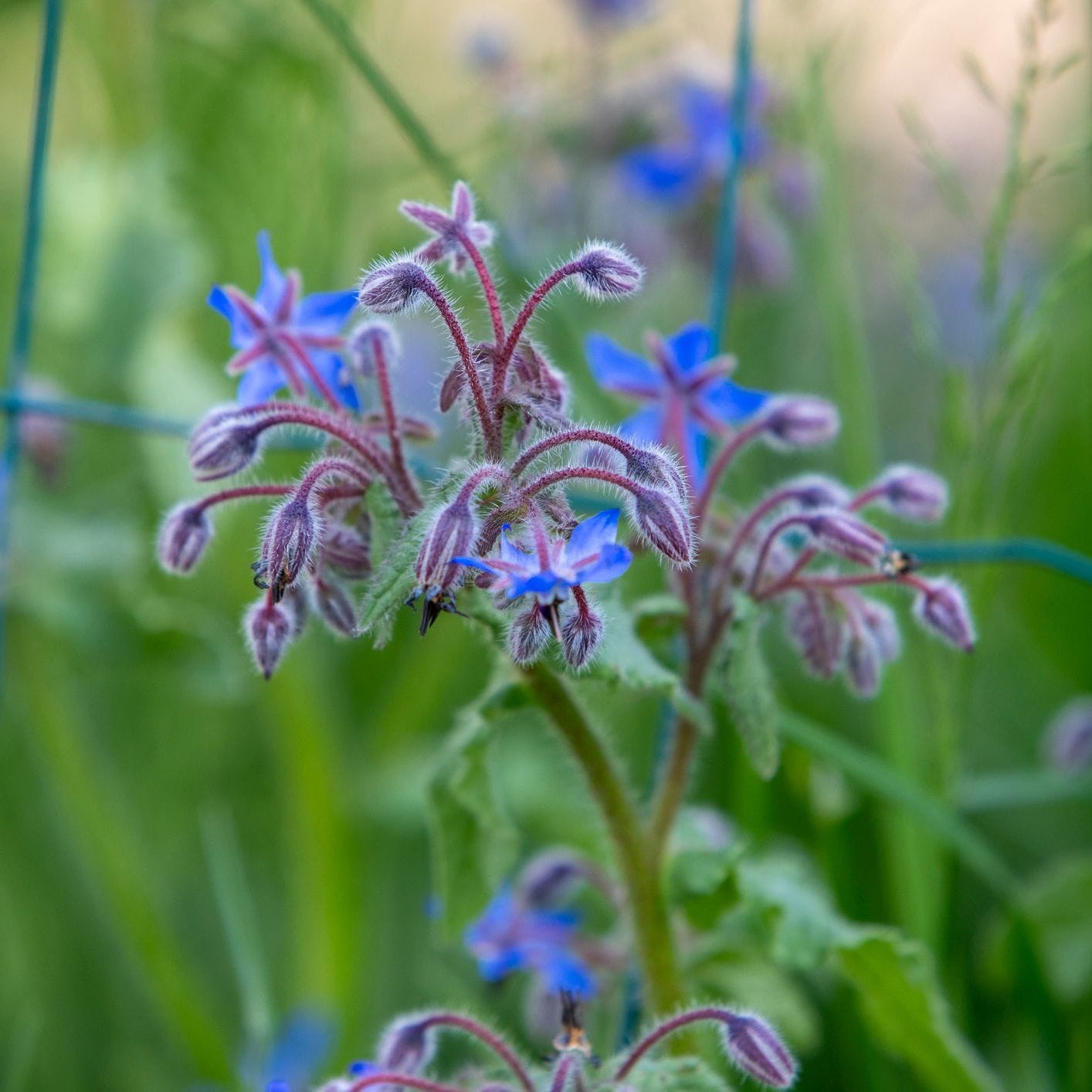 Borage | Bees love me 🐝