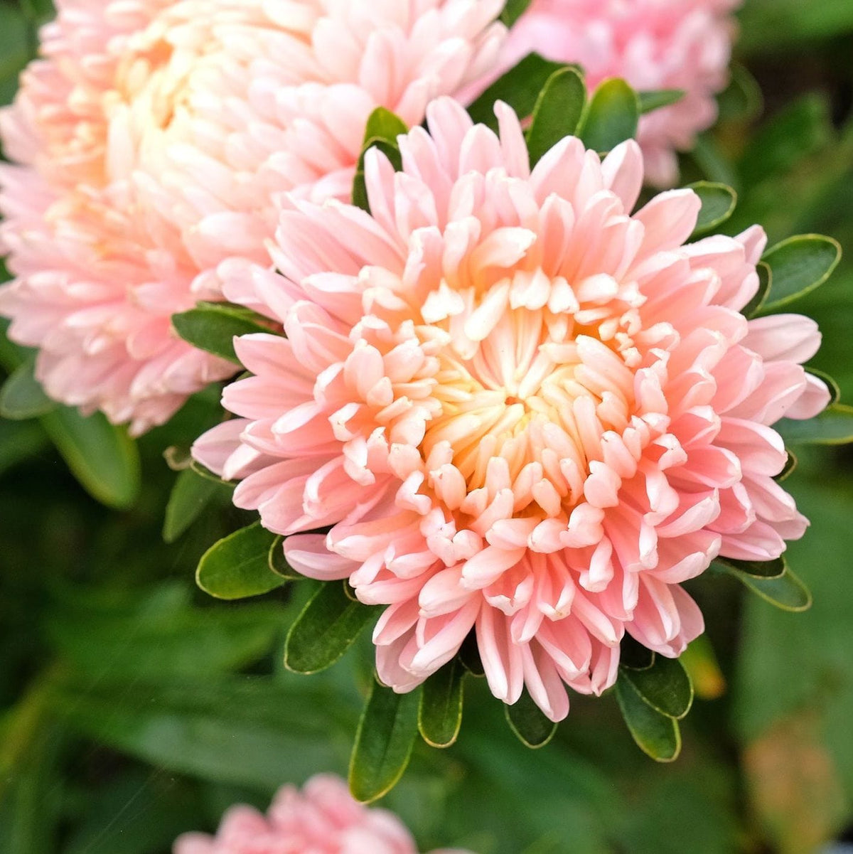 Close-up of a pink flower with green leaves in the background