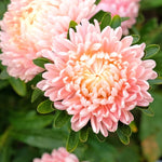Close-up of a pink flower with green leaves in the background