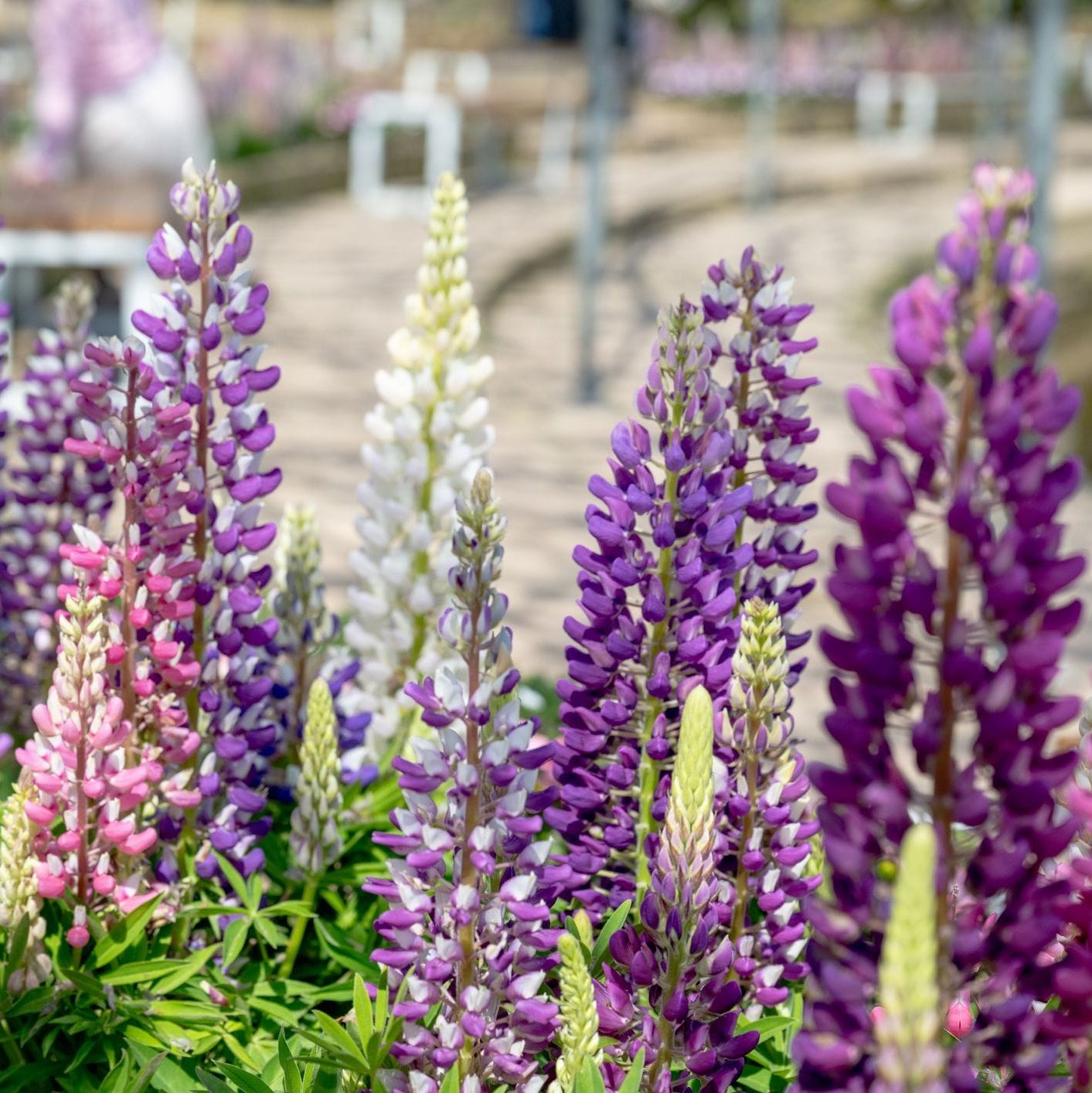 Organic Garden Selection