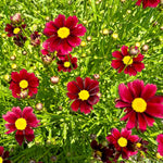 Organic Garden Selection