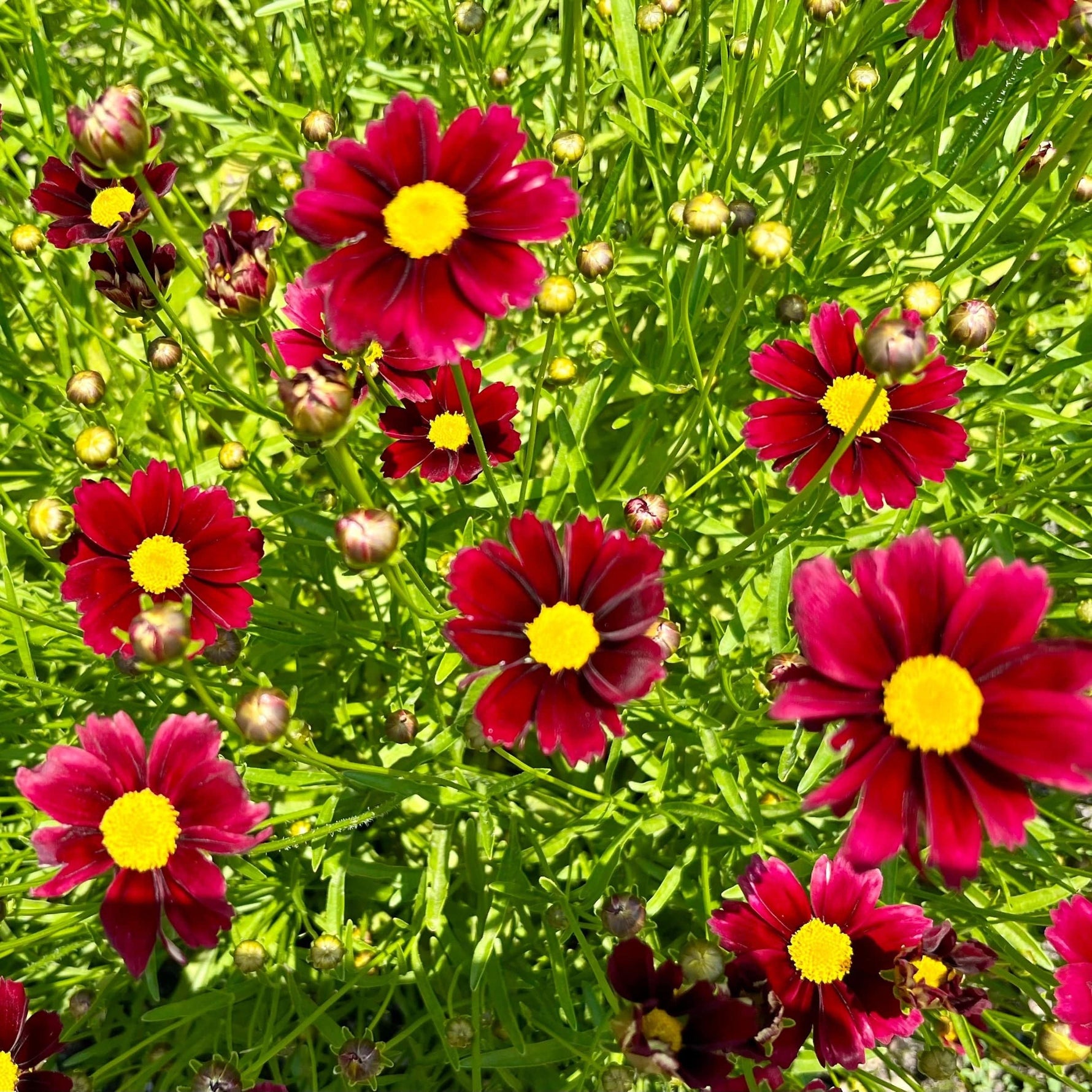 Organic Garden Selection