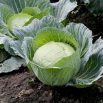 Green cabbage growing in a garden
