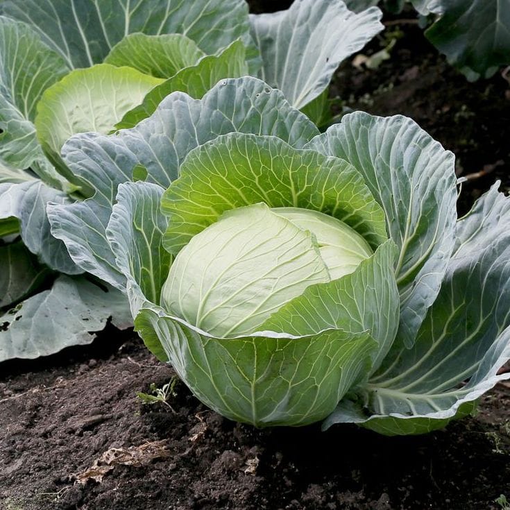 Green cabbage growing in a garden