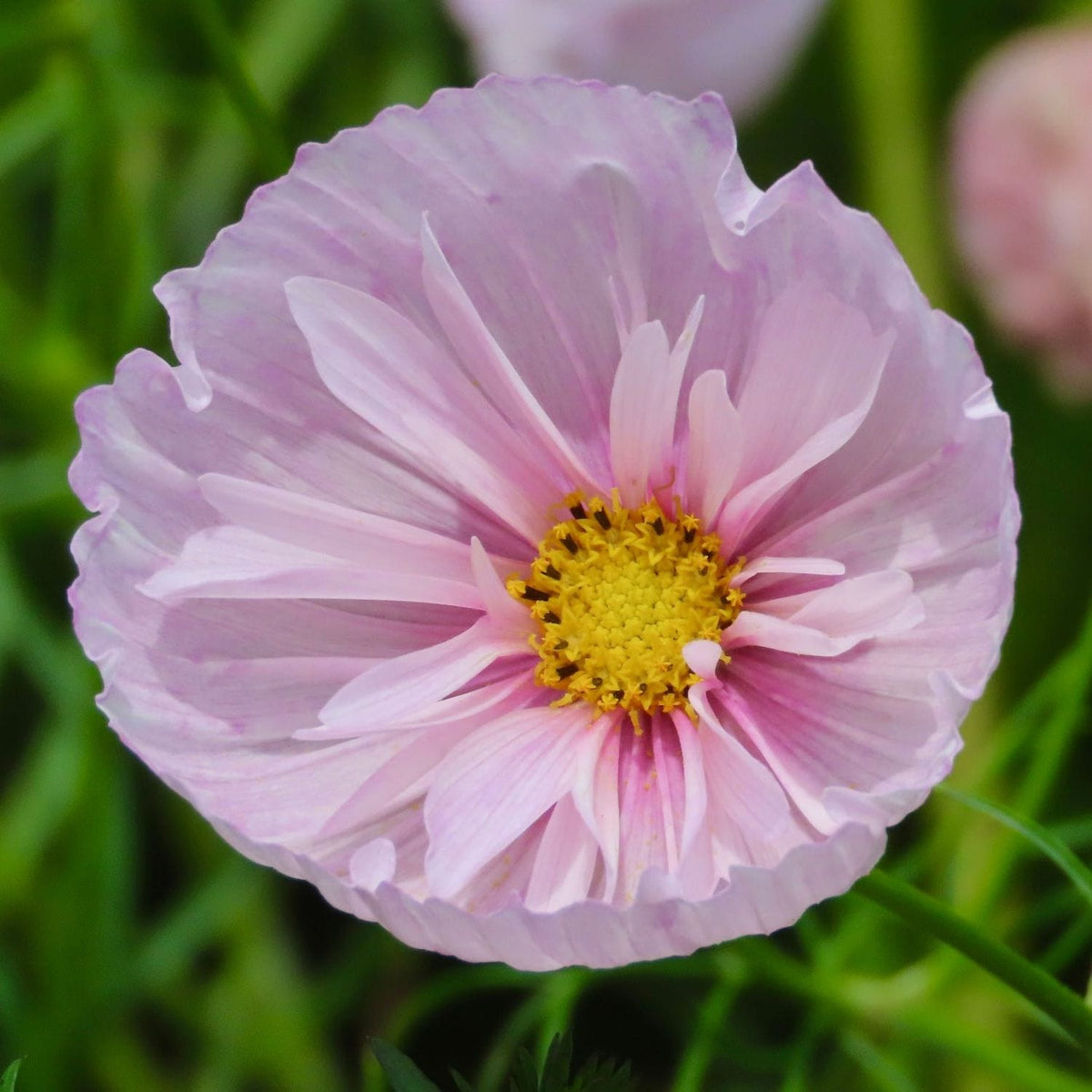 Close-up of a pink flower with a yellow center on a green background