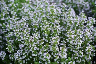 Close-up of a bush with white flowers and green leaves