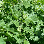 Organic Garden Selection