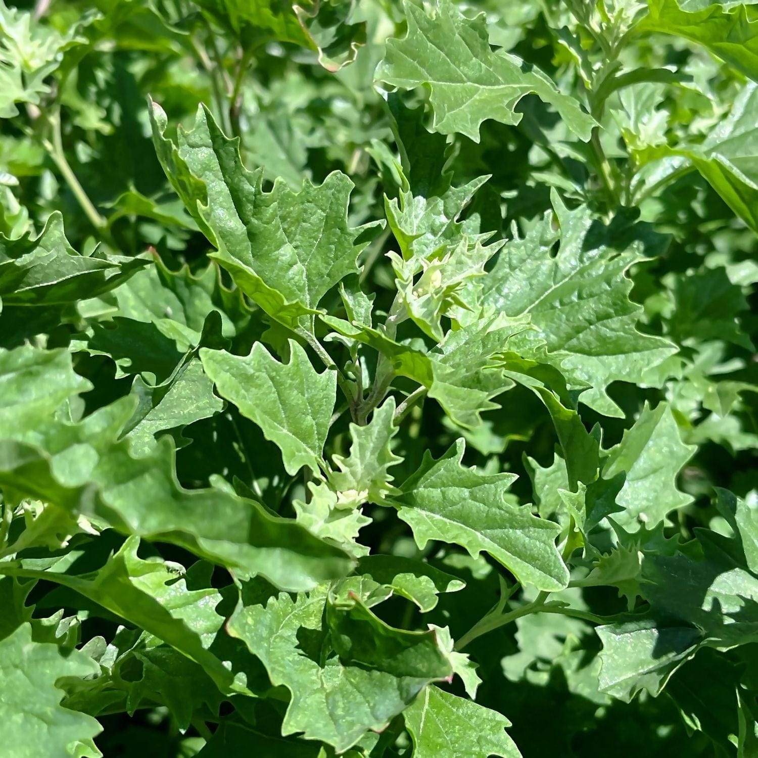 Organic Garden Selection