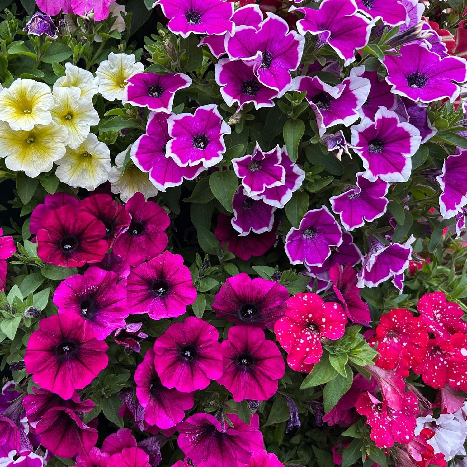 PETUNIA pendula Balcony Mix 