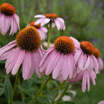 Pink flowers with orange centers on a blurred green background