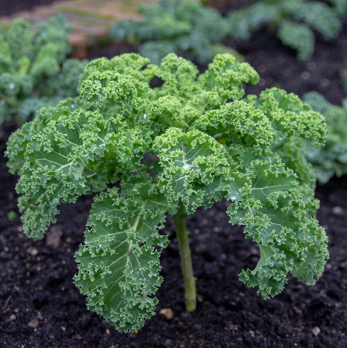 Green kale plant growing in soil