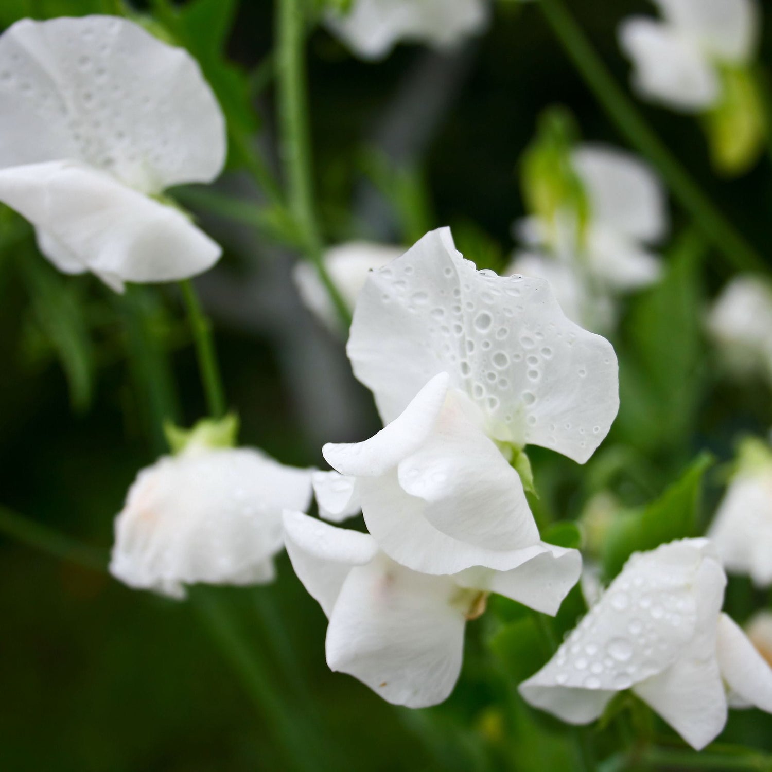 Sweet Pea – Aoraki