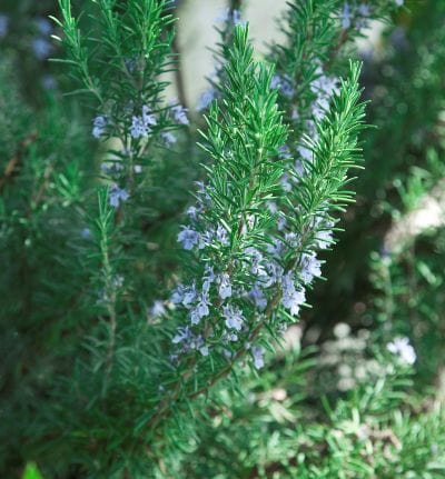 Close-up of a rosemary plant with small purple flowers.