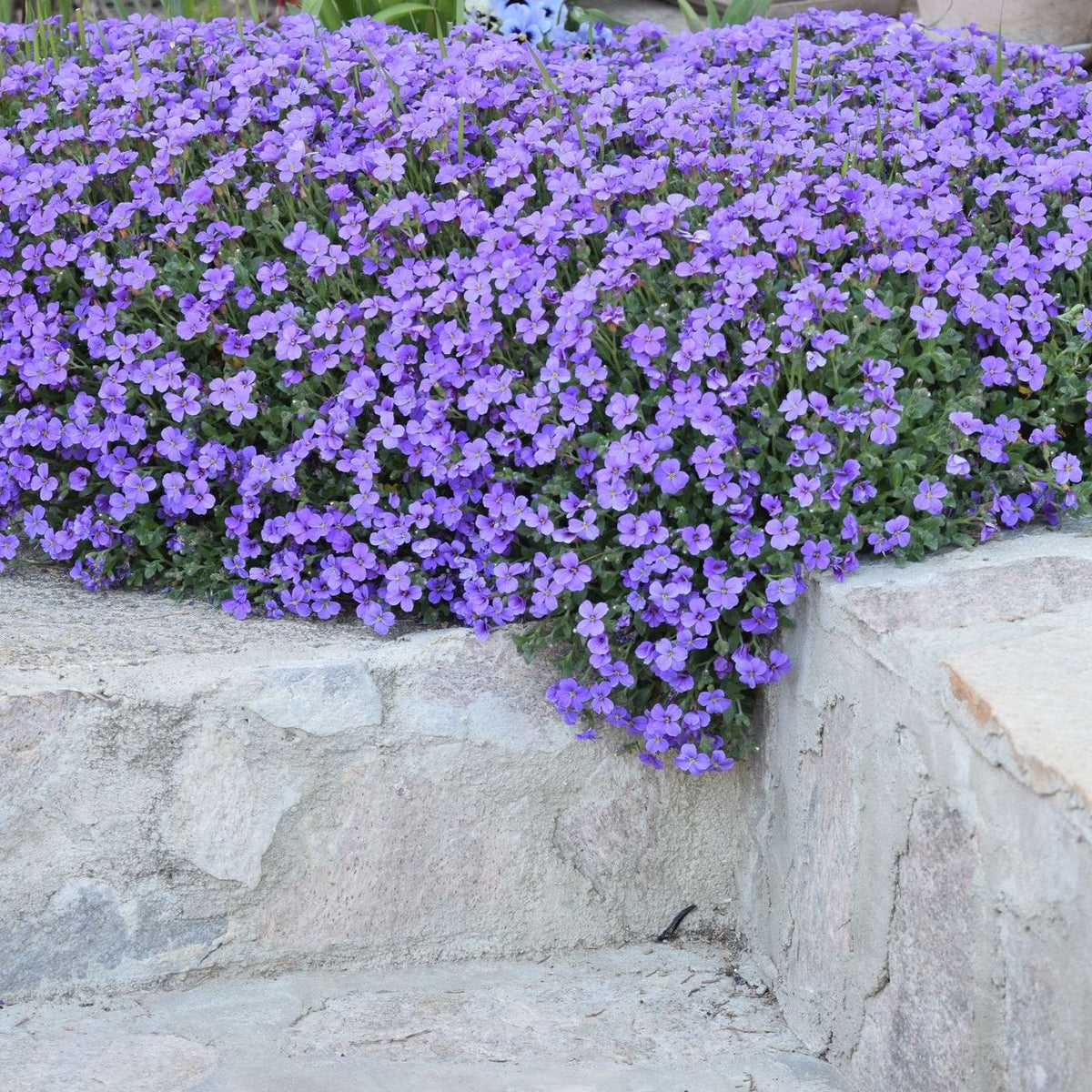 Purple flowers growing over a stone wall