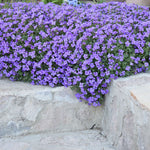 Purple flowers growing over a stone wall