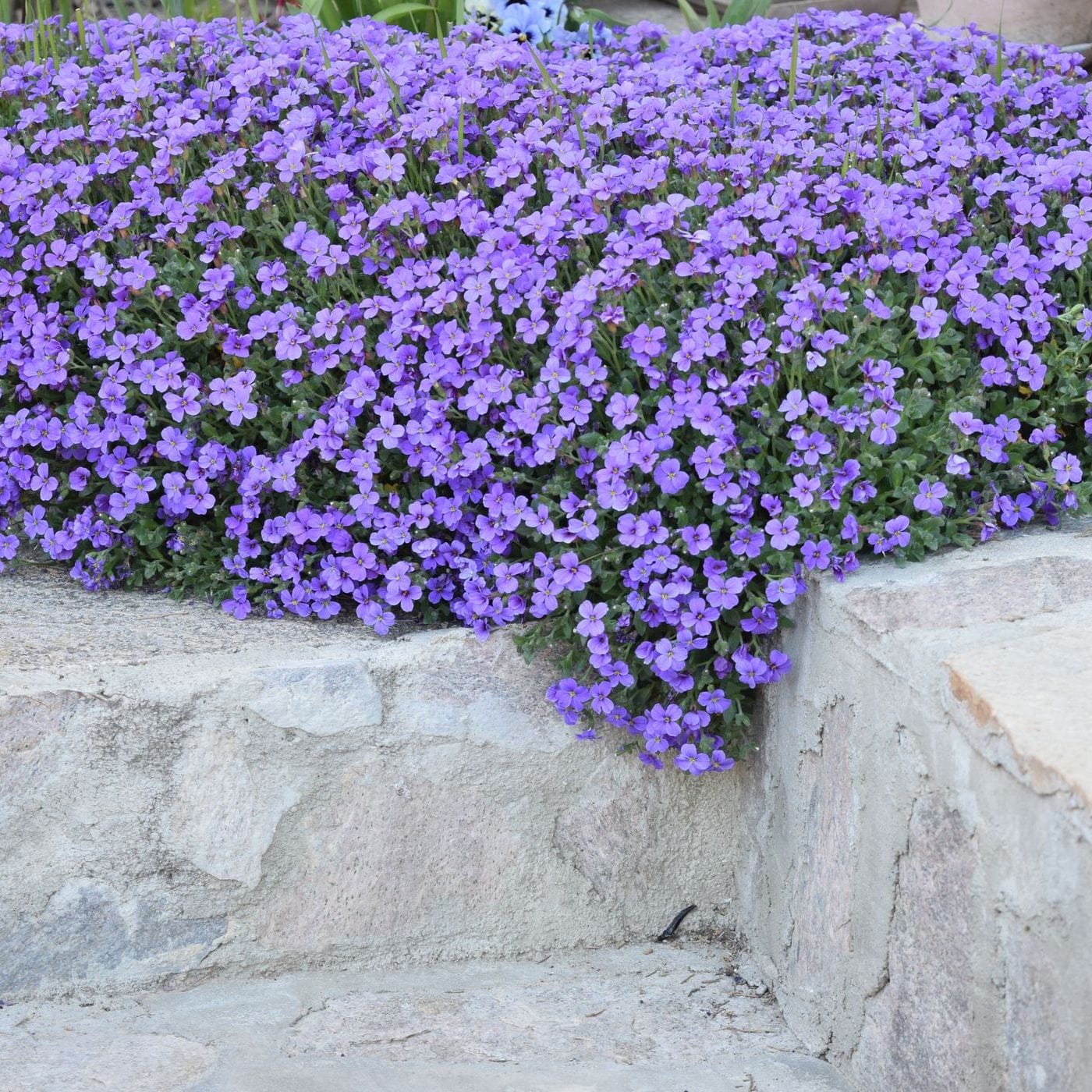 Purple flowers growing over a stone wall