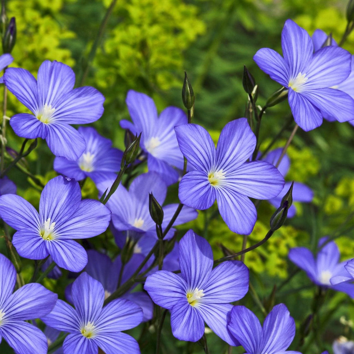 Organic Garden Selection