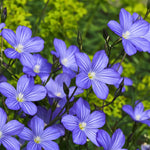 Organic Garden Selection