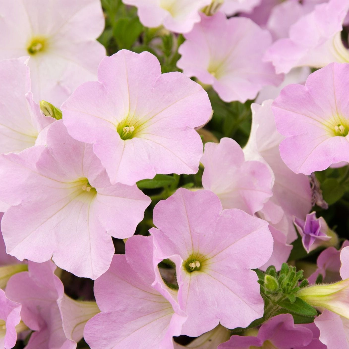 Organic Garden Selection