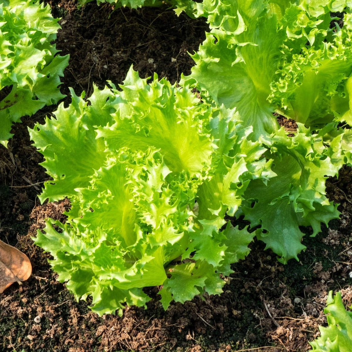 Close-up of green leafy lettuce plants growing in soil