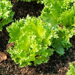 Close-up of green leafy lettuce plants growing in soil