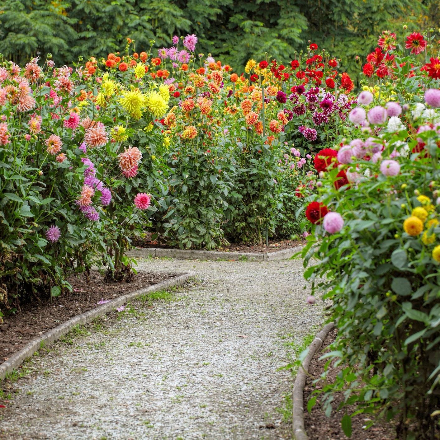 Dahlia | Decorative Giants Mixed
