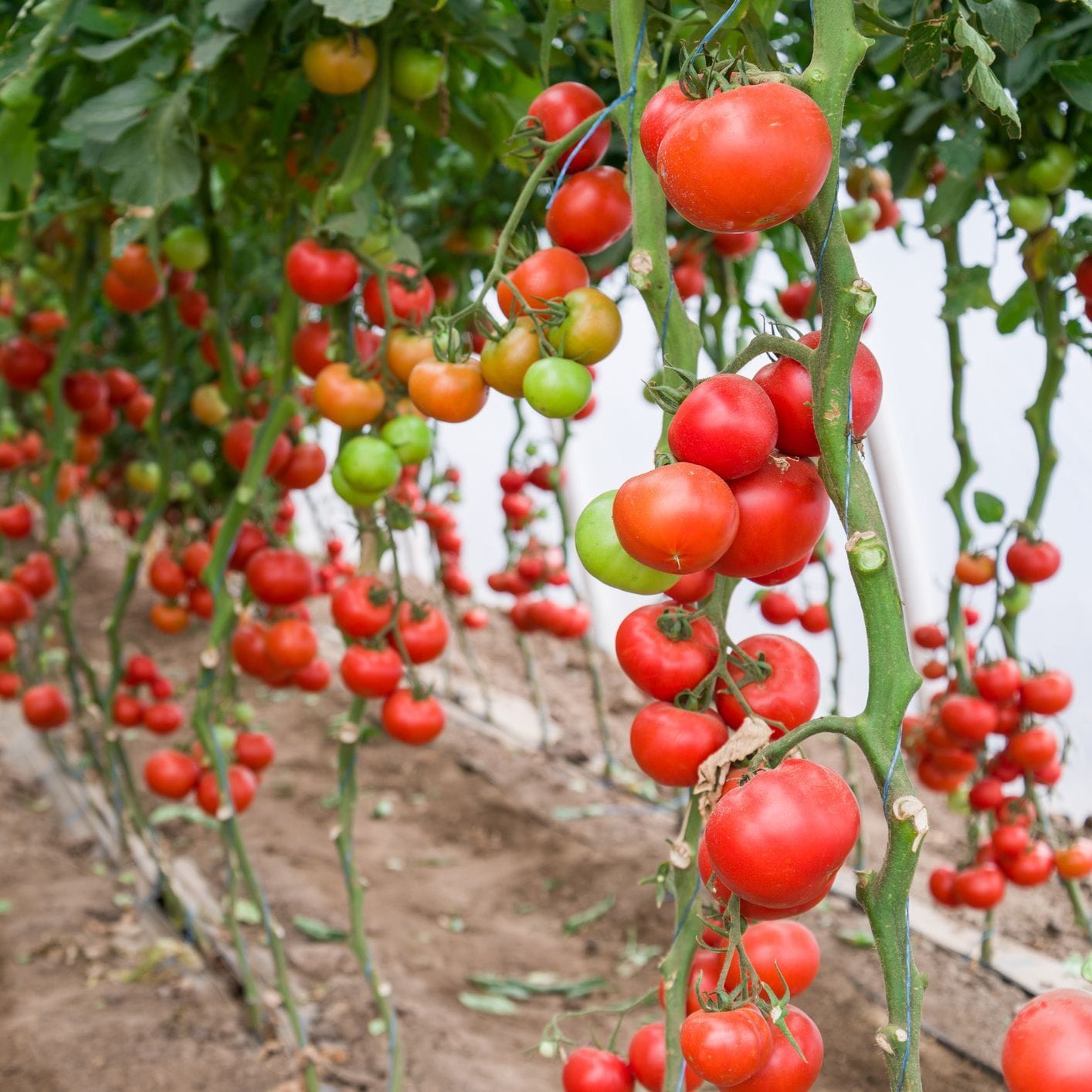 Tomato – Moneymaker (Heirloom)