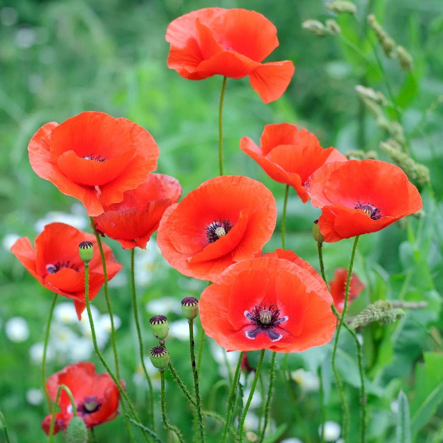 🔴Poppy – Red Flanders