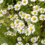 Organic Garden Selection