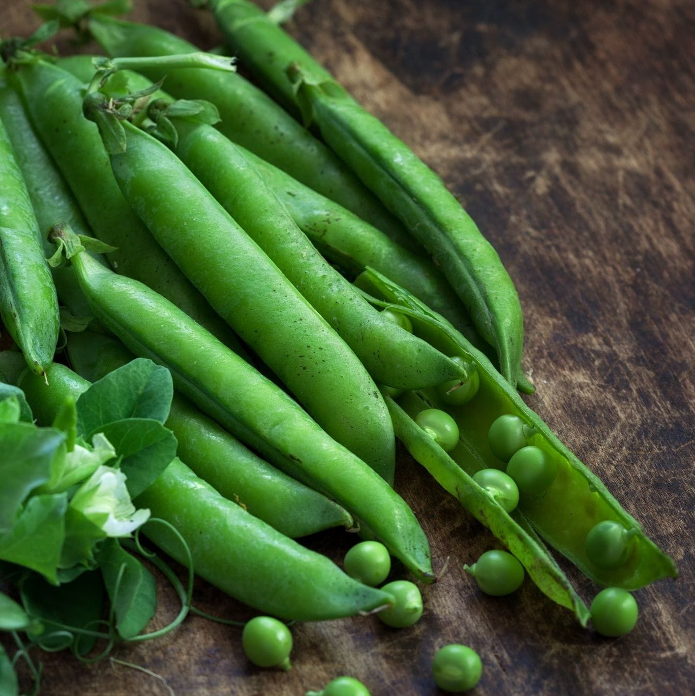 Massey Gem Shelling Peas (Pisum sativum)