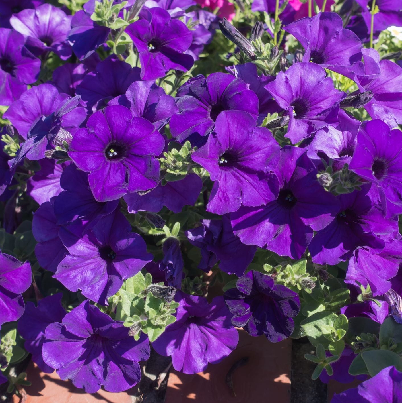 Organic Garden Selection