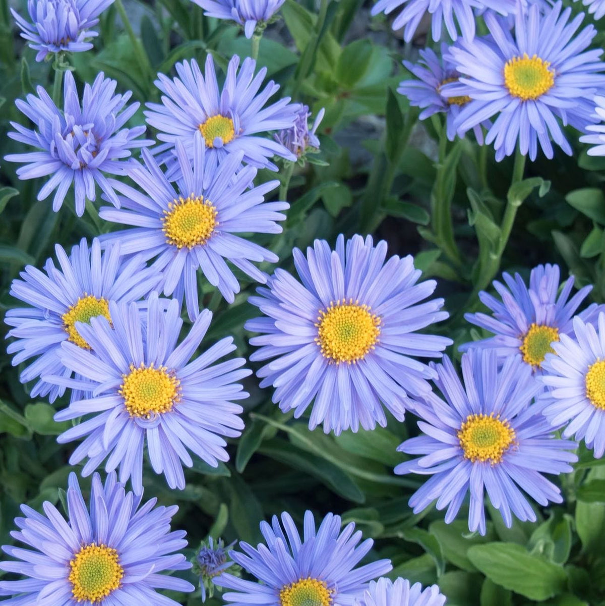 Close-up of blue flowers with yellow centers on a green background