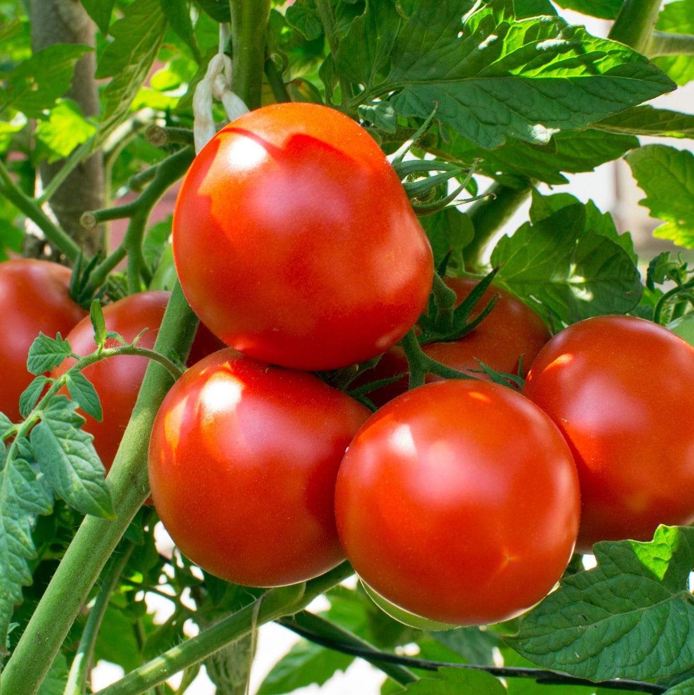 Tomato – Campbell (Heirloom / Classic Variety)