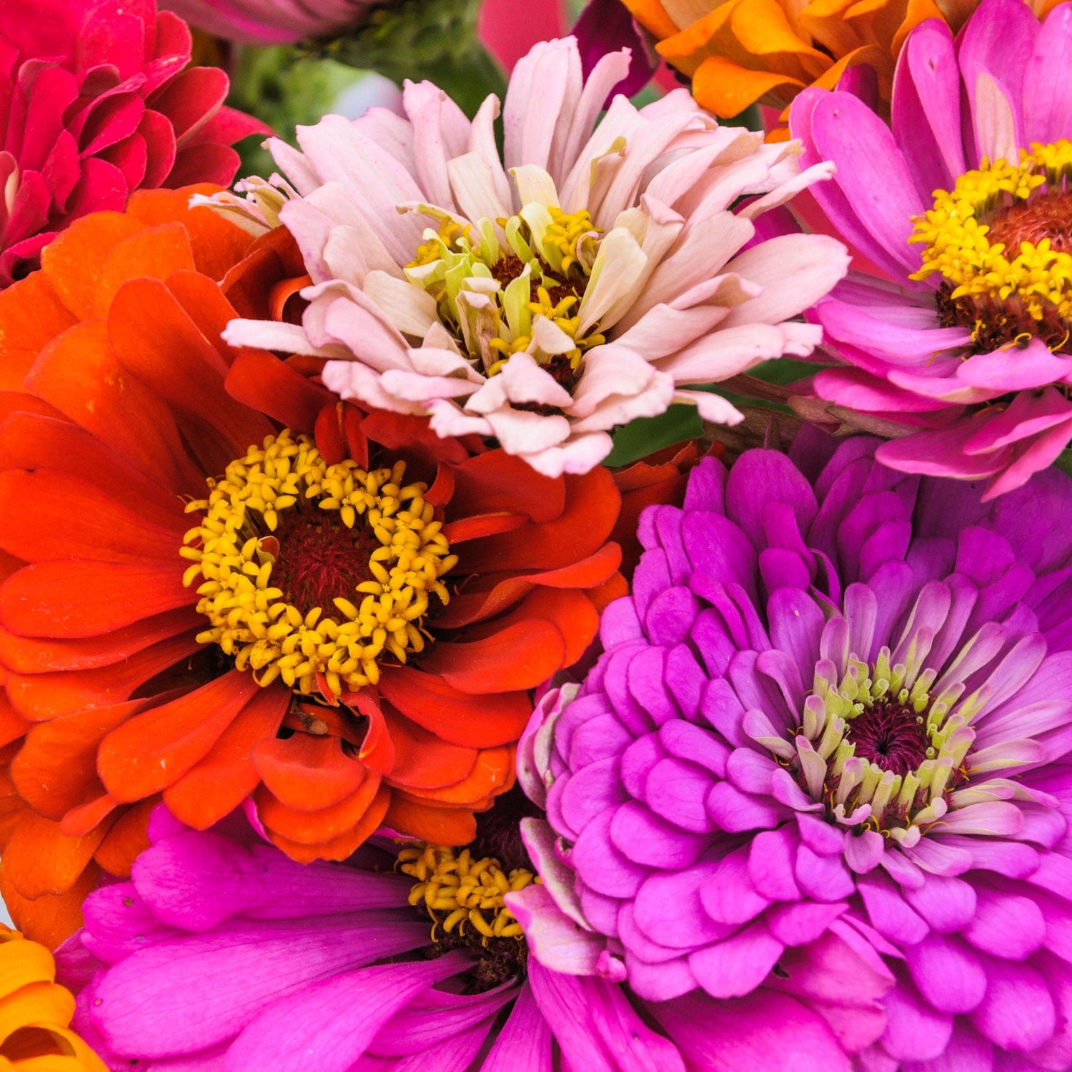 Close-up of colorful flowers including red, pink, and purple.