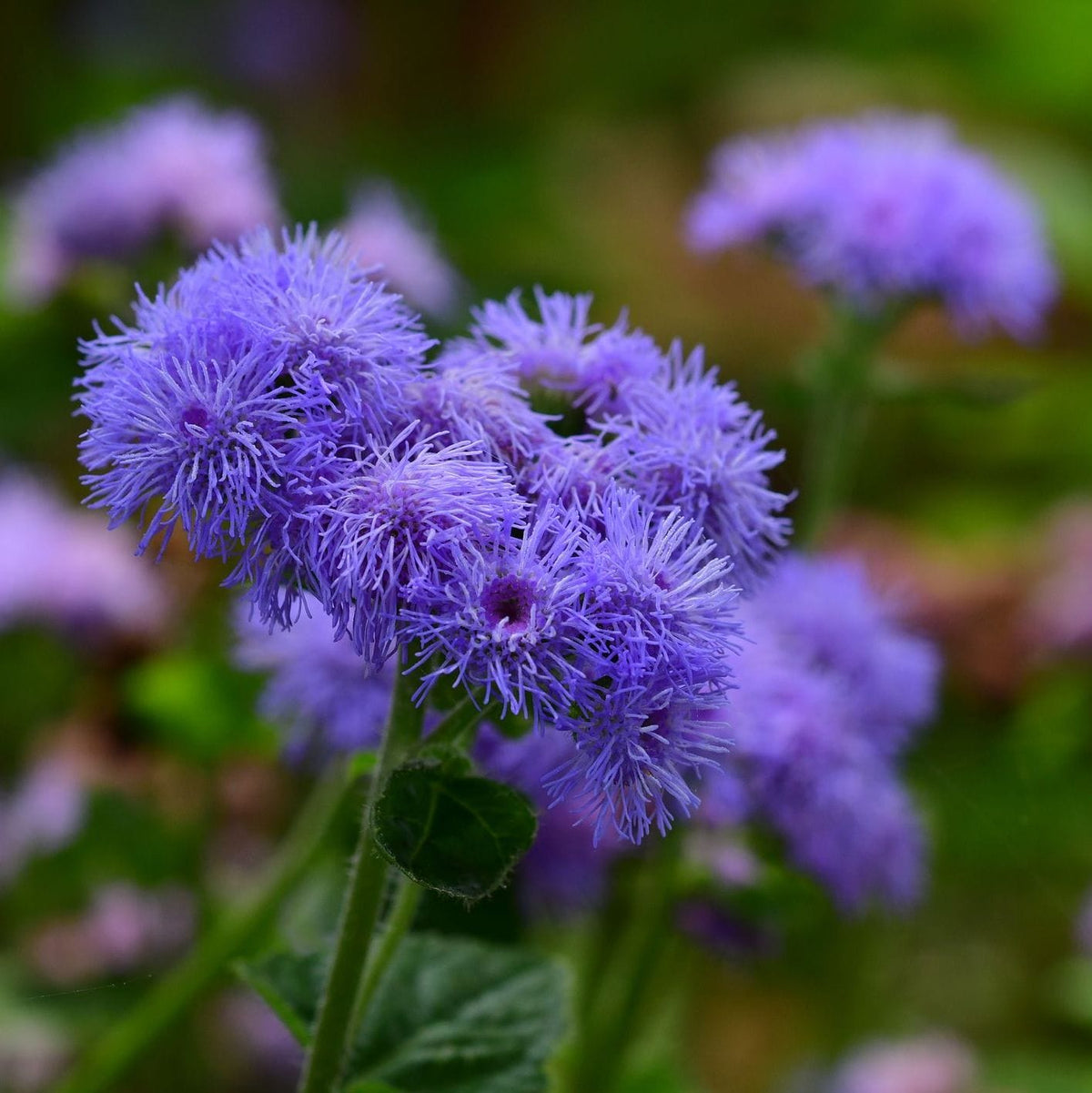Close-up of purple flowers with a blurred green background