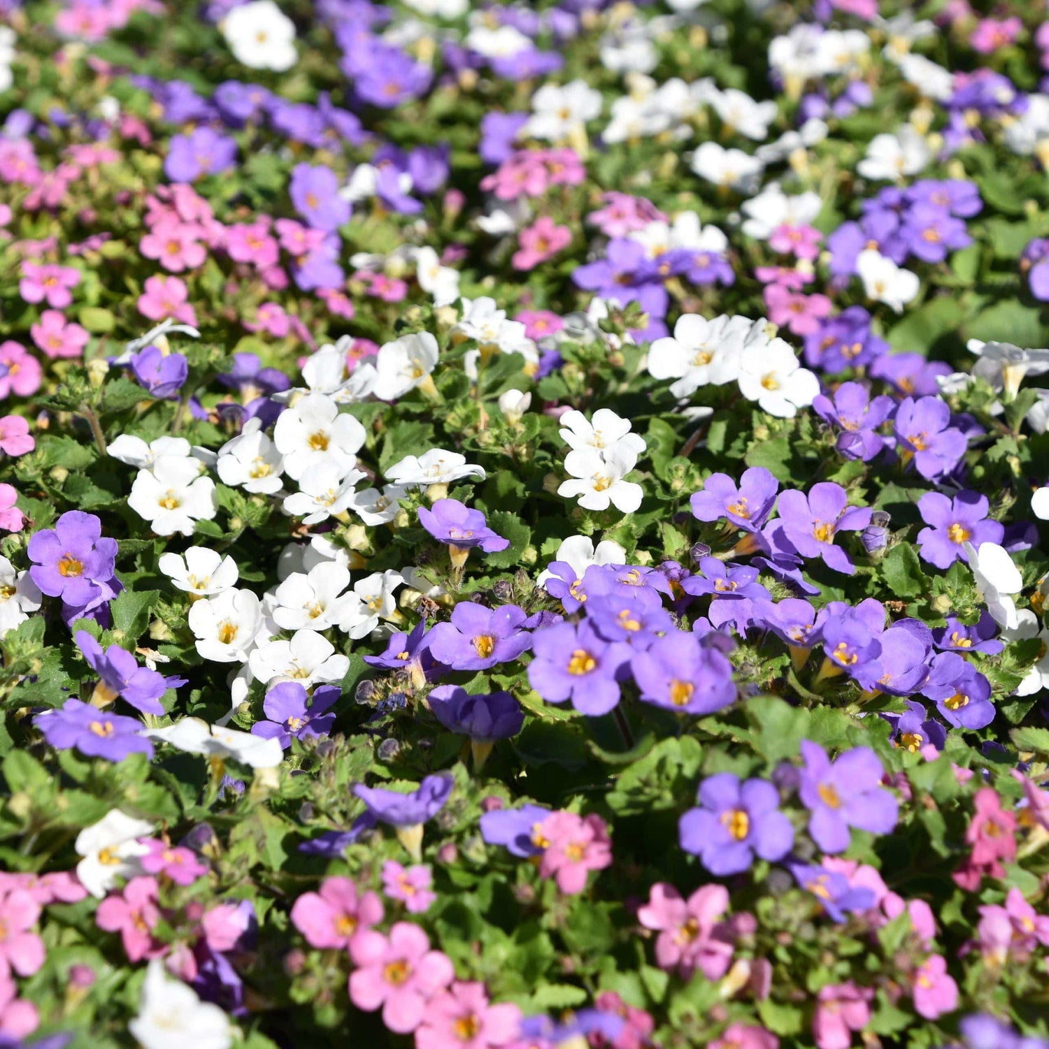 Close-up of a field of purple, white, and pink flowers.