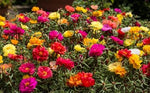 Multicolored flowers in a garden setting