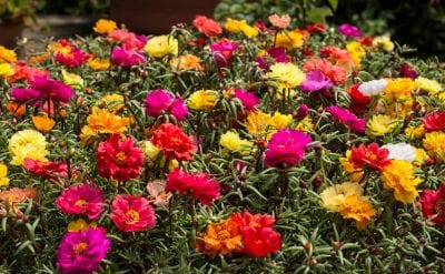 Multicolored flowers in a garden setting