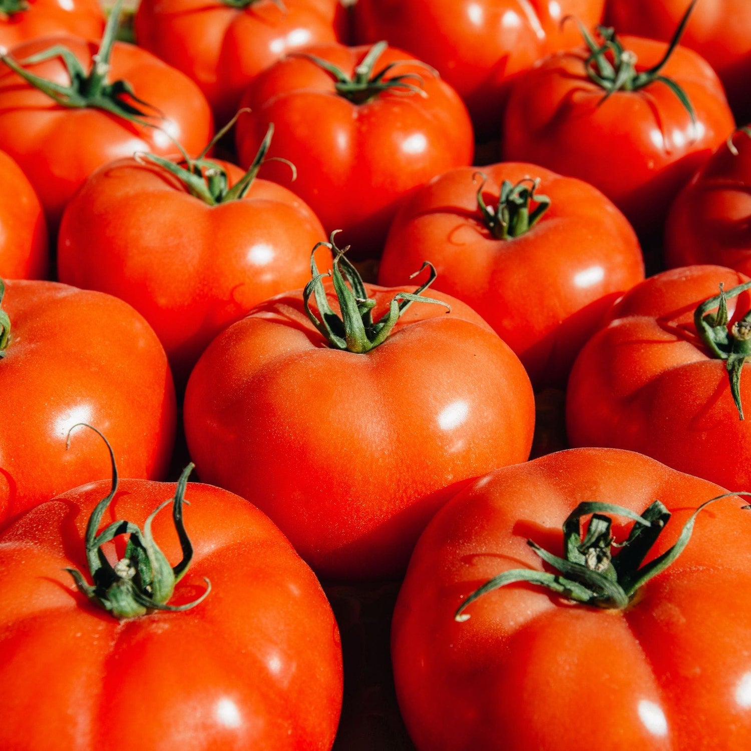Tomato – College Challenger (Heirloom)
