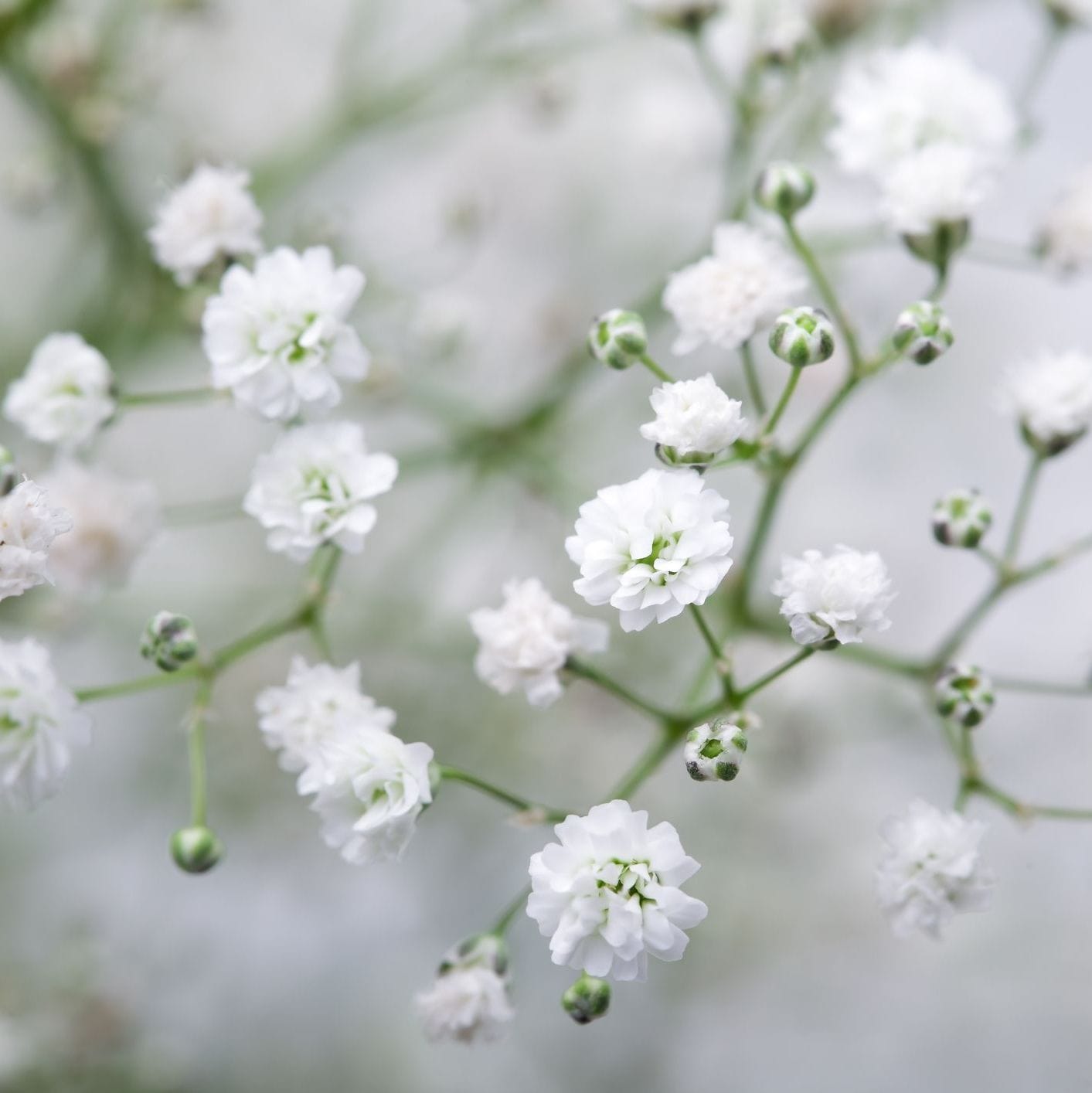 Close-up of white flowers with a blurred background