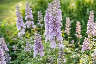 Purple flowers in a garden setting with green grass.