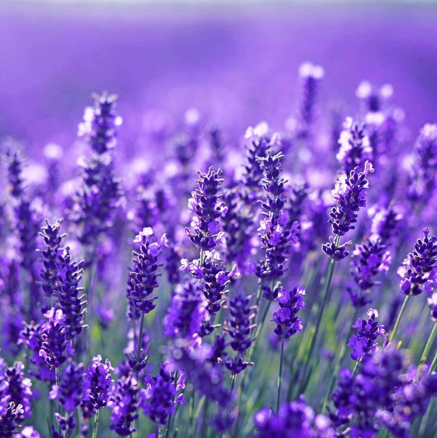 English Lavender – Lavandula angustifolia